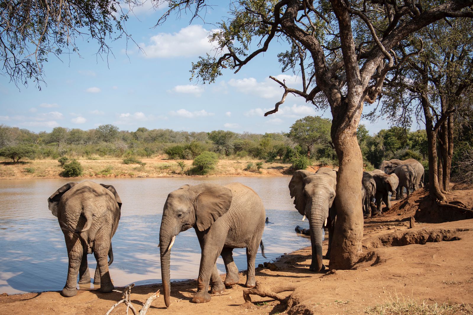 Elephants at the water's edge