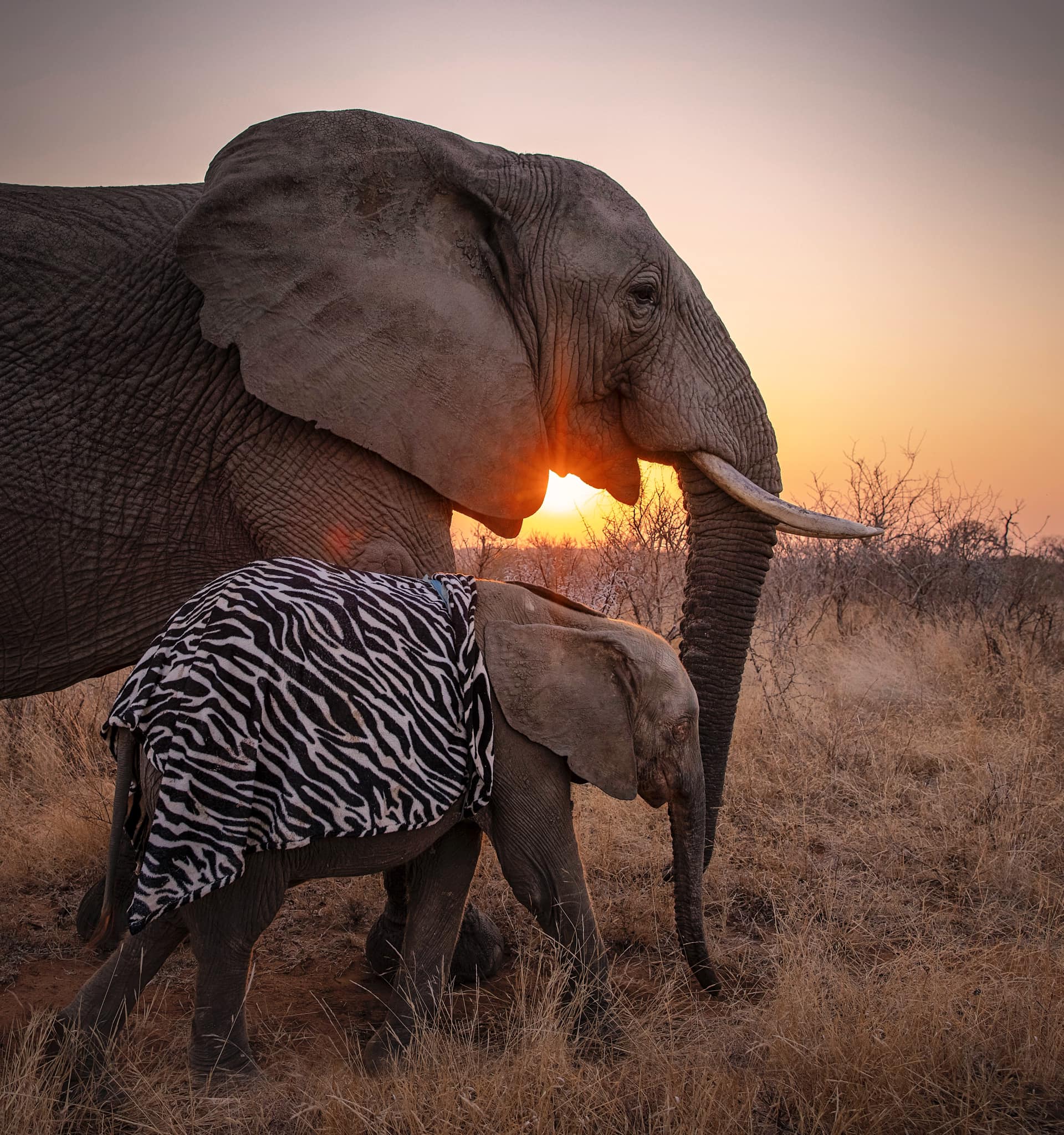 Elephant conservation — HERD orphanage