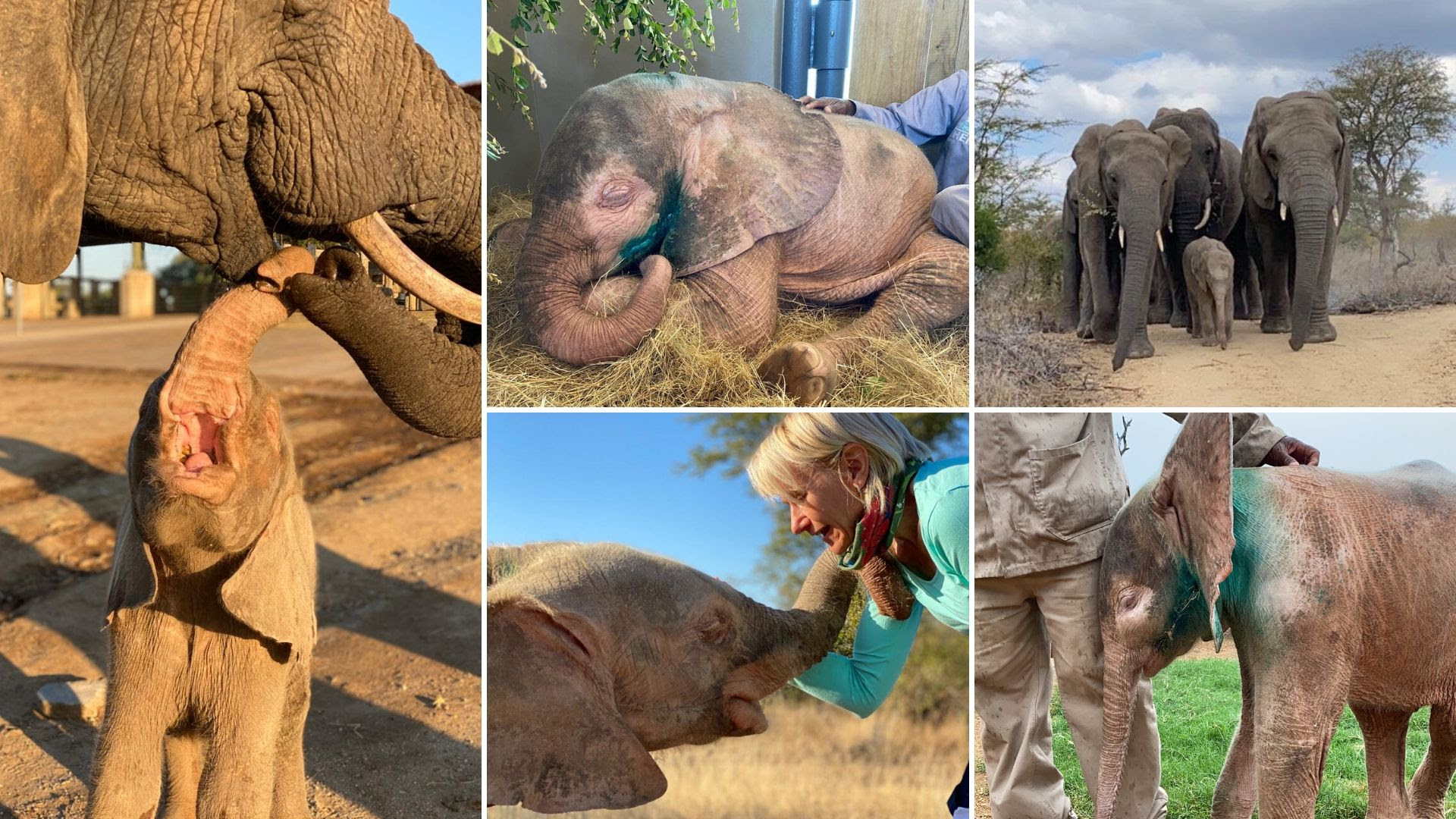 Khanyisa orphan elephant