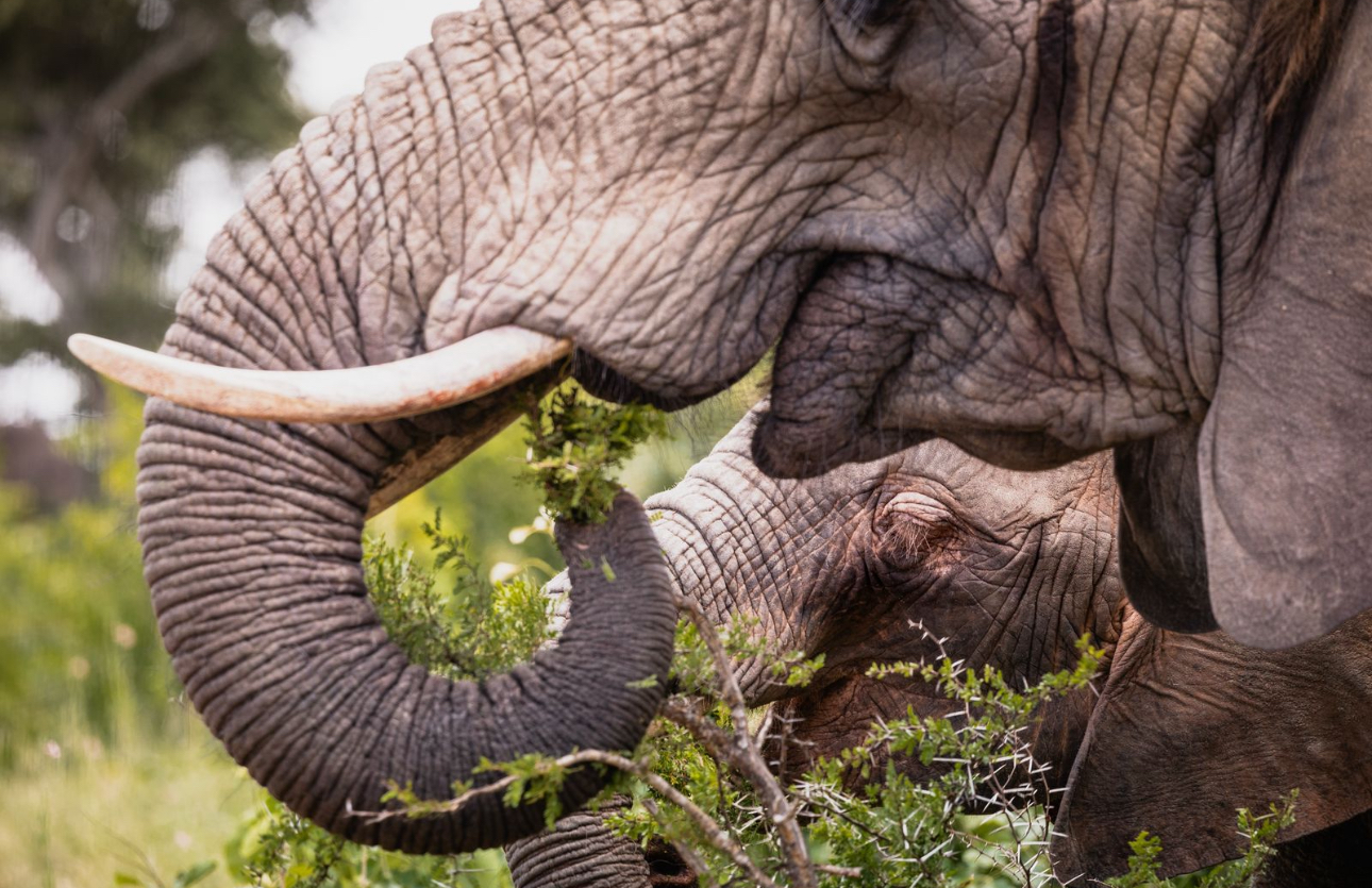 Rhino conservation