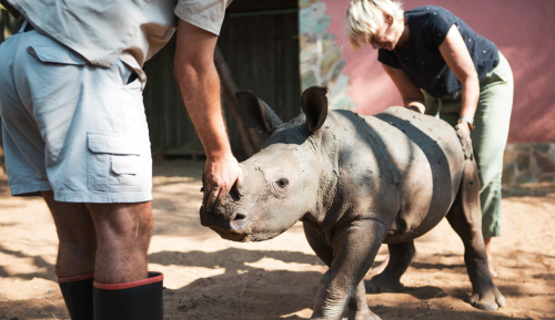 Rhino rehabilitation