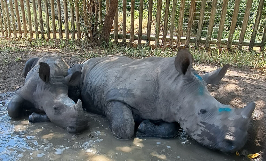 Rhino orphans in rehabilitation
